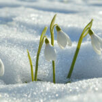 snowdrops flowering from the snow