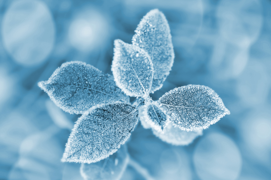 Die Blätter eines Baumes sind am frühen frostigen Morgen mit Reif bedeckt.
